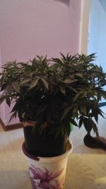 IMG-20171128-WA0001.jpg
