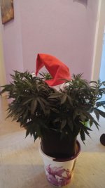 IMG-20171128-WA0000.jpg