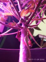 IMG_20171129_220318.jpg IMG_20171129_220318.jpg