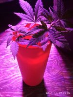 IMG_20171129_220422.jpg IMG_20171129_220422.jpg