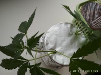 IMG_20171130_112413.jpg