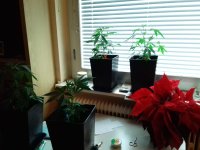 20171201_152211.jpg