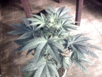 vlcsnap-00001 копия.jpg