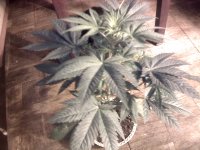 vlcsnap-00002 копия.jpg