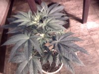 vlcsnap-00003 копия.jpg