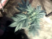 vlcsnap-00007 копия.jpg