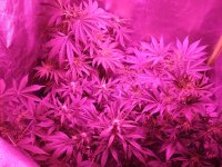 IMG_20171203_095536.jpg