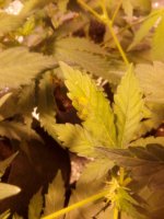 IMG_20171204_193753.jpg