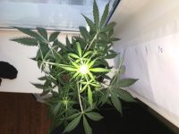 IMG_20171205_091330.jpg