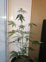 IMG_20171205_091350.jpg