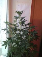 IMG_20171205_100306.jpg
