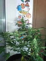 IMG_20171206_082629.jpg