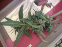 vlcsnap-00010 копия.jpg