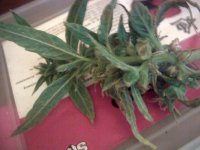 vlcsnap-00011 копия.jpg