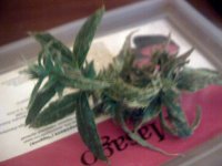 vlcsnap-00013 копия.jpg