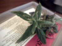 vlcsnap-00014 копия.jpg