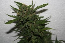 IMG_0135.JPG