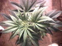 vlcsnap-00002 копия.jpg