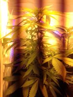 20171208_104712.jpg 20171208_104712.jpg