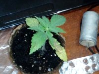 IMG_20171208_183417[1].jpg