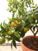 mimibel 009.JPG