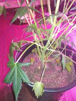 IMG_20171211_164759.jpg