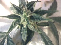 vlcsnap-00003 копия.jpg