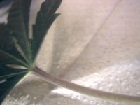 vlcsnap-00005 копия.jpg