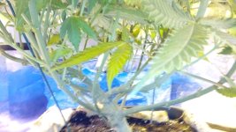IMG_20171215_193203.jpg