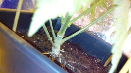 IMG_20171215_191106.jpg
