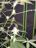 IMG_20171216_105356.jpg
