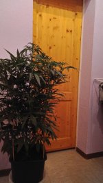 IMG-20171216-WA0008.jpg