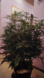 IMG-20171216-WA0007.jpg