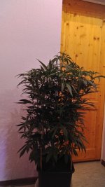 IMG-20171216-WA0000.jpg