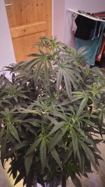 IMG-20171216-WA0004.jpg
