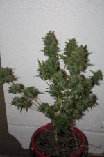 IMG_0228.JPG