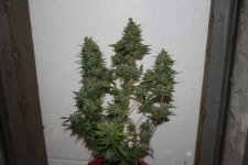 IMG_0238.JPG