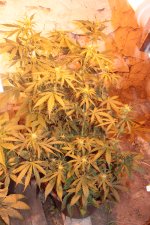 IMG_0220.JPG