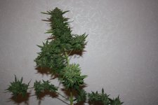 IMG_0195.JPG