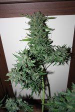IMG_0196.JPG
