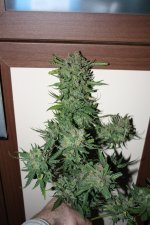 IMG_0205.JPG