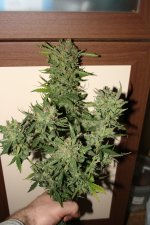 IMG_0207.JPG