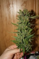 IMG_0208.JPG