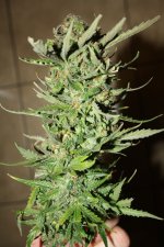 IMG_0211.JPG