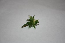 IMG_0248.JPG