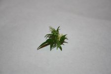 IMG_0249.JPG