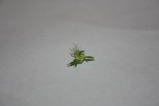IMG_0252.JPG