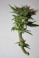 IMG_0256.JPG