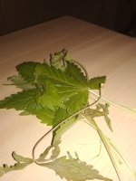 IMG_20171221_091117.jpg