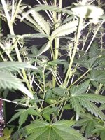 IMG_20171221_091025.jpg